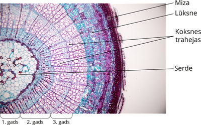 YCUZD_260116_6991_kāta šķērsgriezums.png