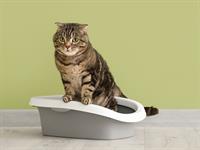 shutterstock_2483962651_cat litter box_kaķu tualete.jpg