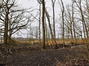 Shutterstock_2574694483_dried swamp_izžuvis purvs.jpg