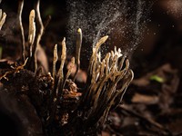 shutterstock_2478107659_fungus releasing spores_sēnes atbrīvo sporas.jpg