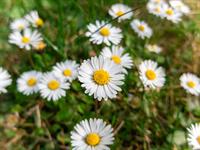 shutterstock_2450729251_oxeye daisy_pīpene.jpg