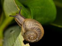 shutterstock_2486805247_snail_gliemezis.jpg
