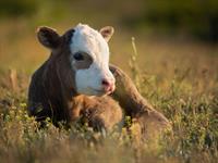 Shutterstock_1980628475_calf_teļš.jpg