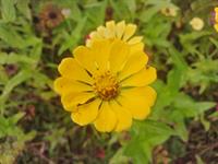 Shutterstock_2509289591_yellow flower_dzeltena puķe.jpg