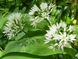 Shutterstock_2164577953_wild garlic_meža laksis.jpg