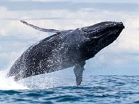 Shutterstock_2556479091_whale_valis.jpg