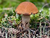 shutterstock_2630208353_aspen bolete_apšubeka.jpg