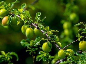 shutterstock_1240908970_green plums_zaļas plūmes.jpg
