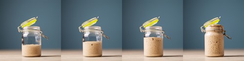 shutterstock_1495210730_yeast_raugs.jpg
