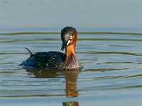 shutterstock_2223662277_little grebe_mazais dūkuris.jpg