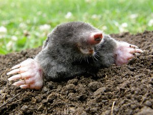Shutterstock_76158514_mole_kurmis (1).jpg