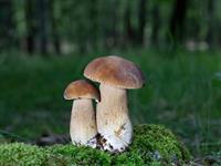 shutterstock_2561384759_boletus_baravika.jpg