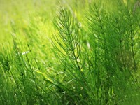 Shutterstock_1224278428_horsetail_kosa.jpg