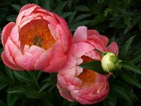 Shutterstock_2171775711_peony_peonija.jpg