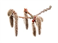 shutterstock_1677340597_aspen flower_apses ziedi.jpg