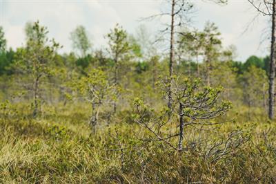 WhatsApp Image 2020-10-06 at 23.39.30.jpeg