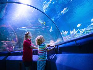 shutterstock_2382003787_kids watching fish_bērni novēro zivis.jpg