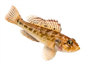 shutterstock_2809761729_round goby_Apaļais jūrasgrundulis.jpg