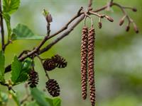 shutterstock_2557845035_black alder_melnalksnis.jpg