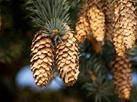 shutterstock_1938744166_fir tree pine cones_egles čiekurs.jpg