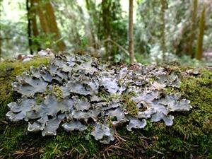 Shutterstock_1456454003_Shield lichens_Vairogķērpji.jpg