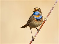 Shutterstock_1867311982_bird singing_putns dzied.jpg