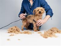 shutterstock_2470152697_grooming dog_cērpj suni.jpg