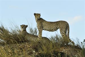 cheetahs-802897_1920.jpg