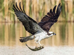 Shutterstock_2163209765_osprey_zivjērglis.jpg