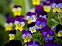 shutterstock_26271340_pansy_atraitnītes.jpg