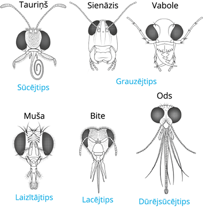 YCUZD_250714_7416_kukaiņi .png