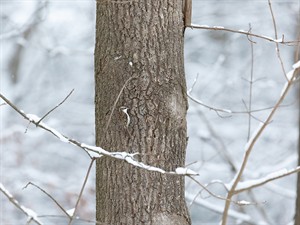 shutterstock_1904067838_bird camouflage_nomaskējies putns.jpg
