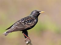 shutterstock_2306419083_starling_strazds.jpg