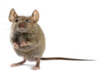 Shutterstock_749507149_mouse_pele.jpg