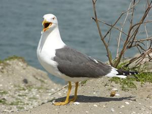 seagull-чайка_kaija.jpg