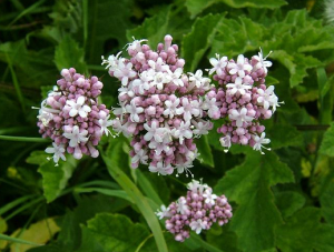 Plant-Valeriana officinalis07-06-09.png