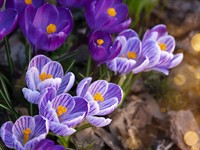 shutterstock_2724939121_crocuses_krokosi.jpg