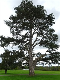 Shutterstock_2297494179_pine tree_priede.jpg