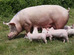 shutterstock_695363218_pig and piglets_cūka ar sivēniem.jpg