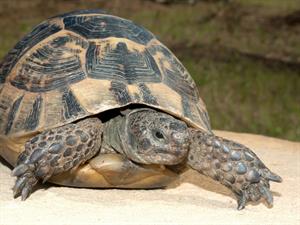 Shutterstock_61968442_turtoise_bruņurupucis.jpg