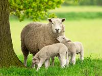 shutterstock_2464887887_sheep with lambs_aita ar jēriem.jpg