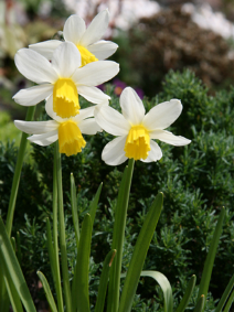 narcissus-jacksnipe-ras-01-gpp.png