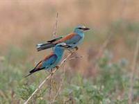 Shutterstock_2478055365_european roller_zaļā vārna.jpg