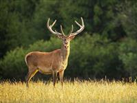 Shutterstock_1722903079_deer_briedis.jpg