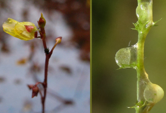 Utricularia ochroleuca La Comtesse 27-7-11 (7).png