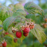 Rubus-idaeus1.png