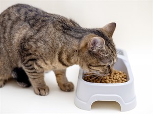 shutterstock_2296191543_cat eating_kaķis ēd.jpg