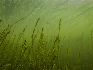shutterstock_1976322452_waterweed_ūdenszāles.jpg