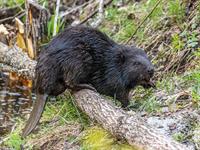 shutterstock_2462763771_beaver_bebrs.jpg