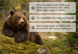 YCUZD_261022_8679_Brūnais_lācis.png